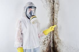 Best Mold Damage Restoration  in Stevensville, MT